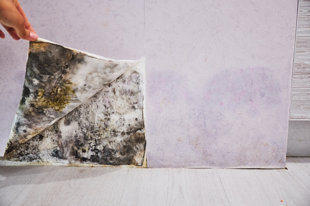 hidden damp