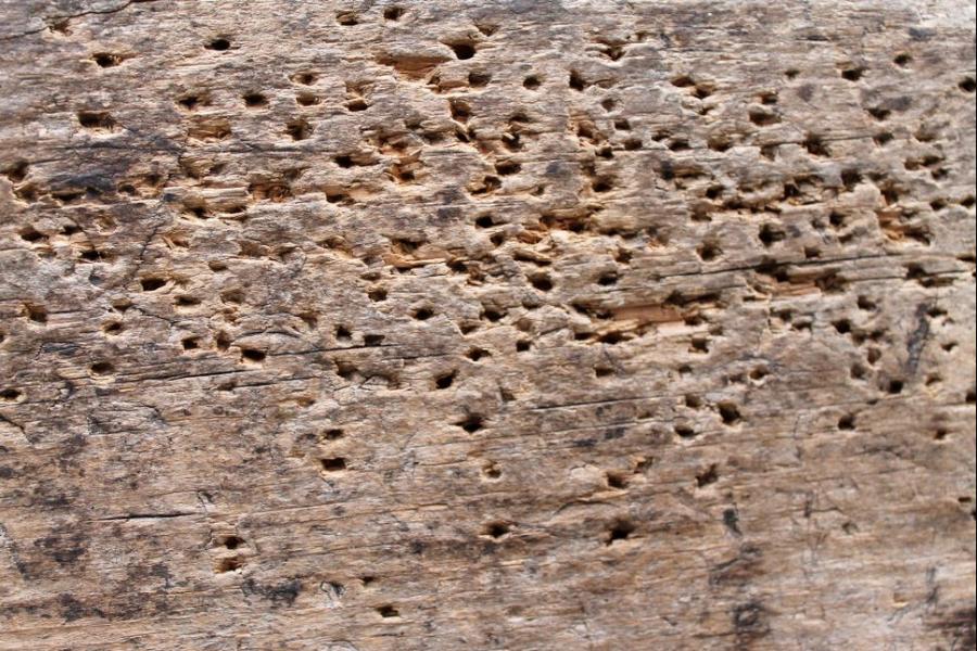 Woodworm Treatment